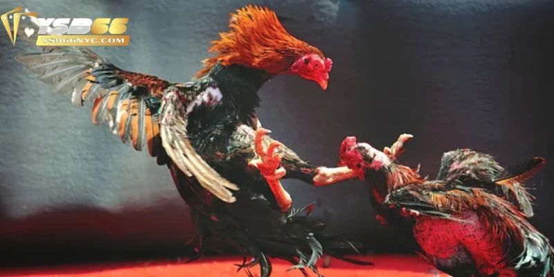 Giới thiệu đá gà cựa dao