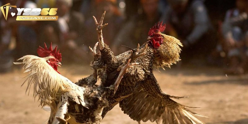 Chiến thuật thay trong thi đấu trong đá gà cựa dao
