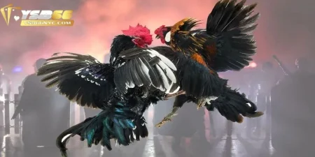 Đá Gà Trực Tiếp C1