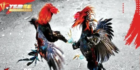 Luật Đá Gà Miền Bắc