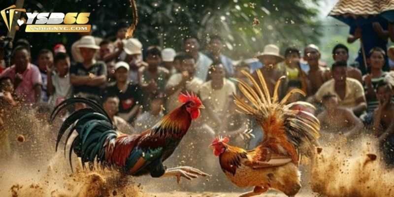 Giới thiệu về luật đá gà miền Bắc