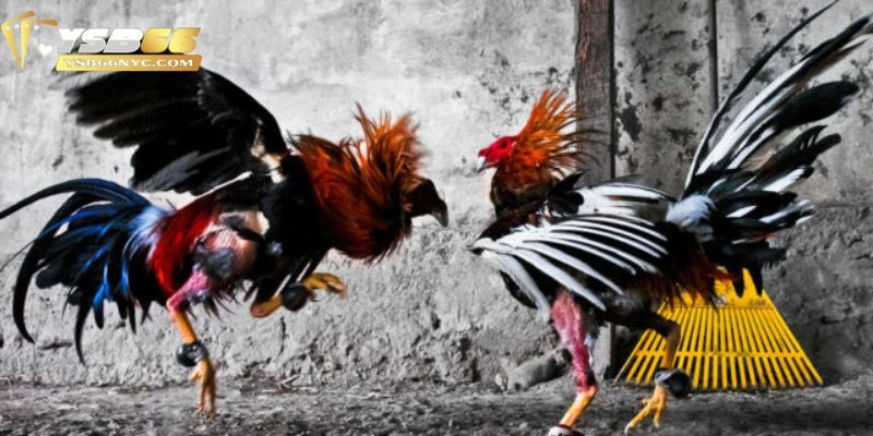 Cách tổ chức trận đấu đá gà theo luật miền Bắc